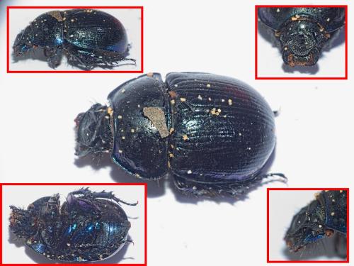 Anoplotrupes stercorosus